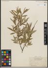 Foto von Salix petiolaris Sm.